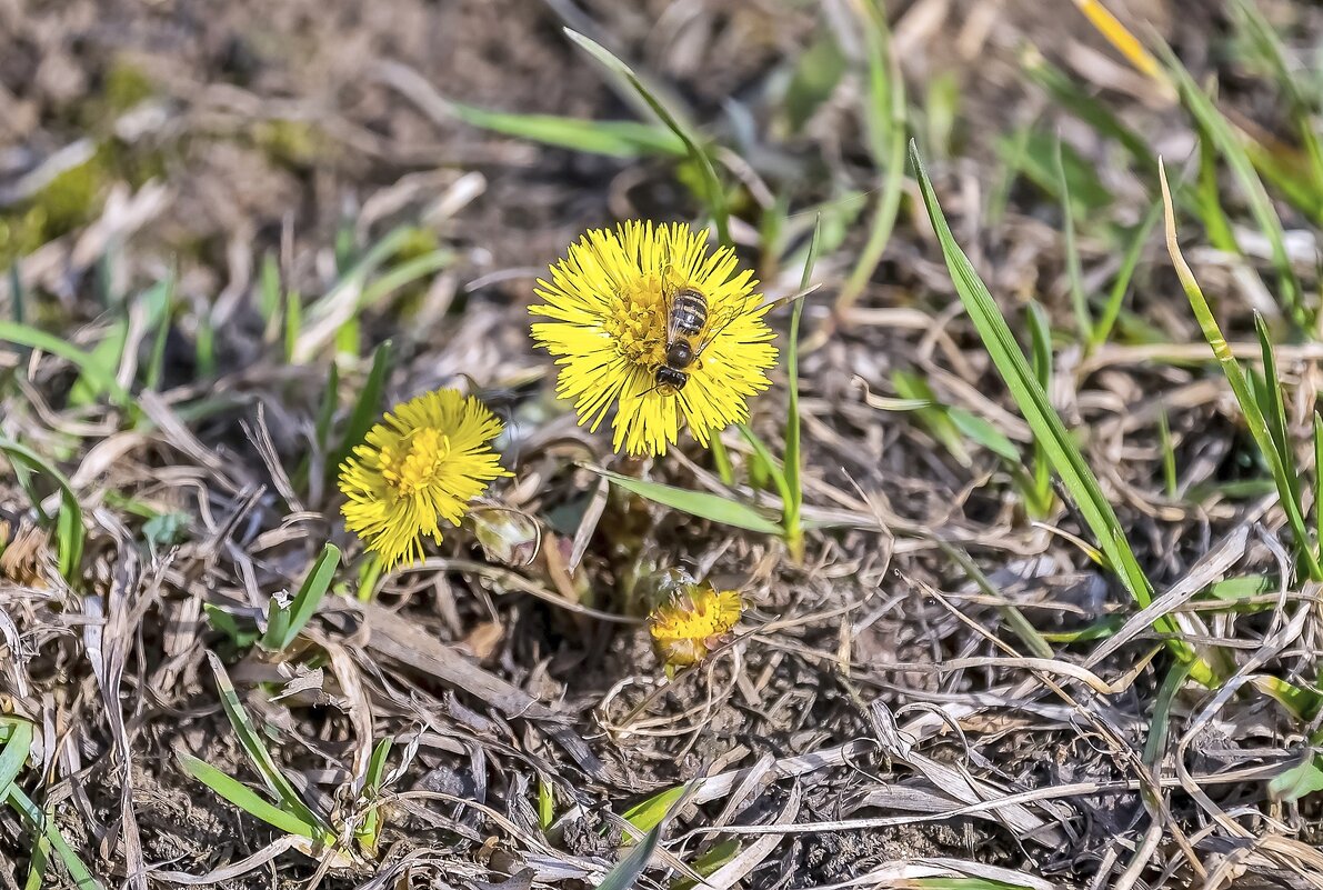 Пчёлки появились - Валерий Иванович