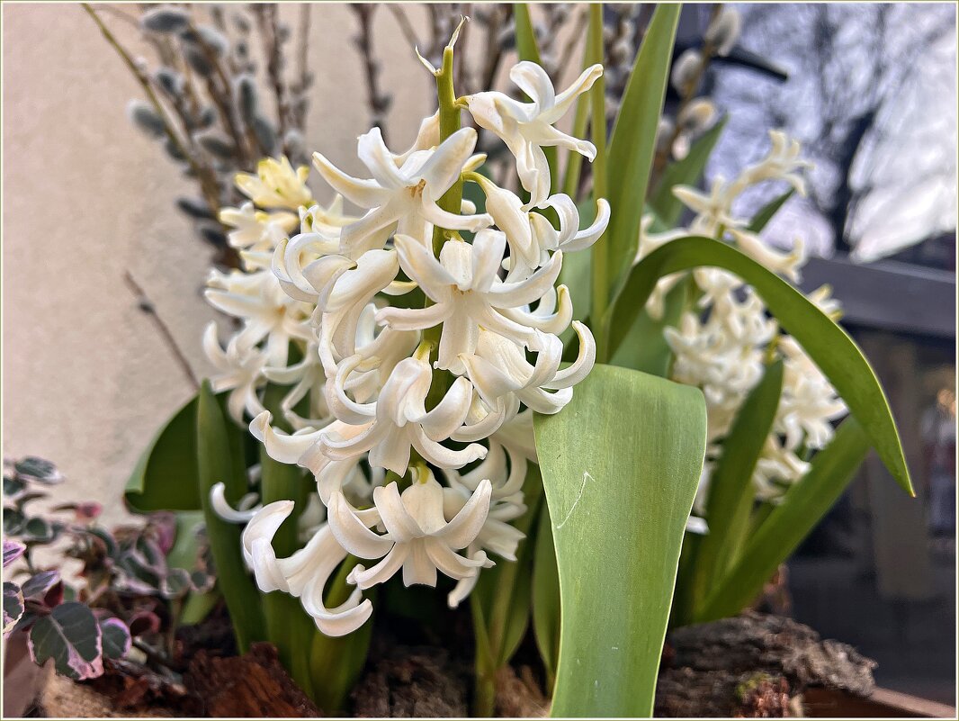 На улочках Светлогорска. - Валерия Комова На улочках Светлогорска. - Валерия Комова