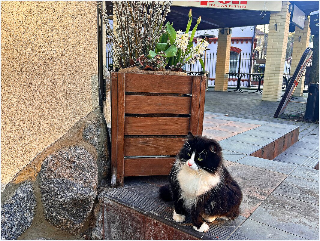 Светлогорский котик. - Валерия Комова