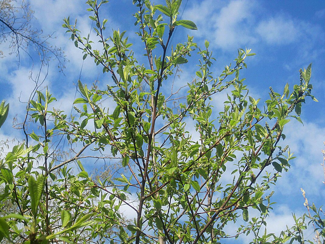 Весеннее небо - Елена Семигина Весеннее небо - Елена Семигина