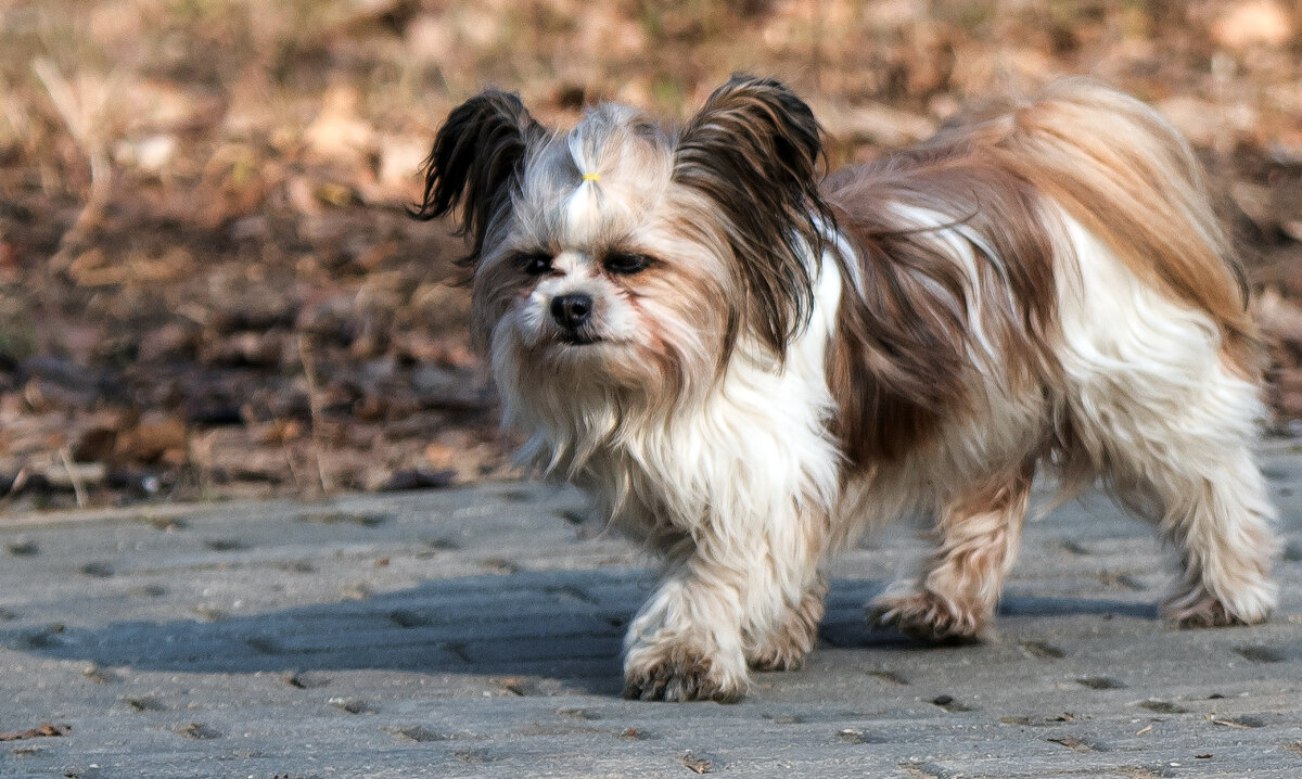 *** - Владимир Безбородов *** - Владимир Безбородов