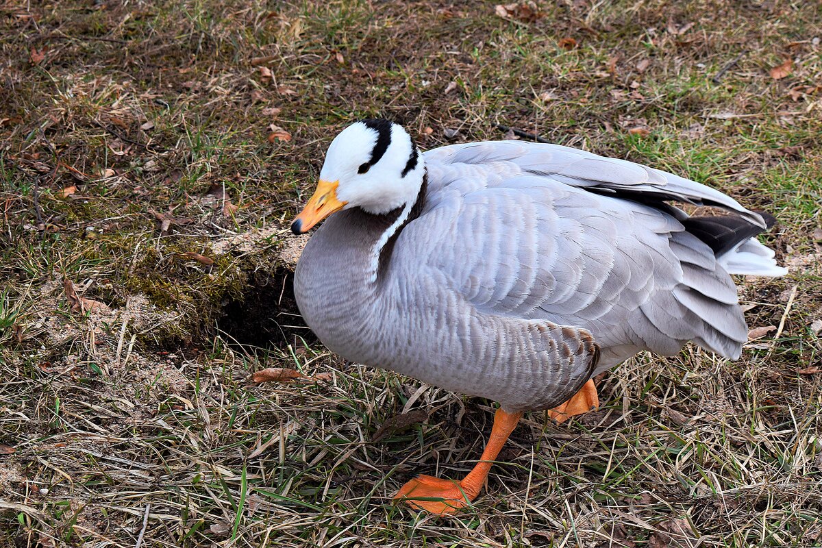 С Днем пернатых! - Татьяна Помогалова С Днем пернатых! - Татьяна Помогалова