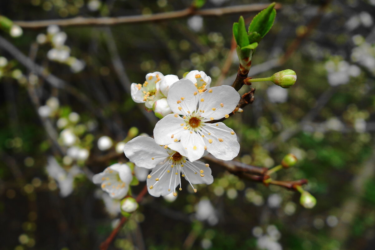 Зацветает алыча - Рита Симонова
