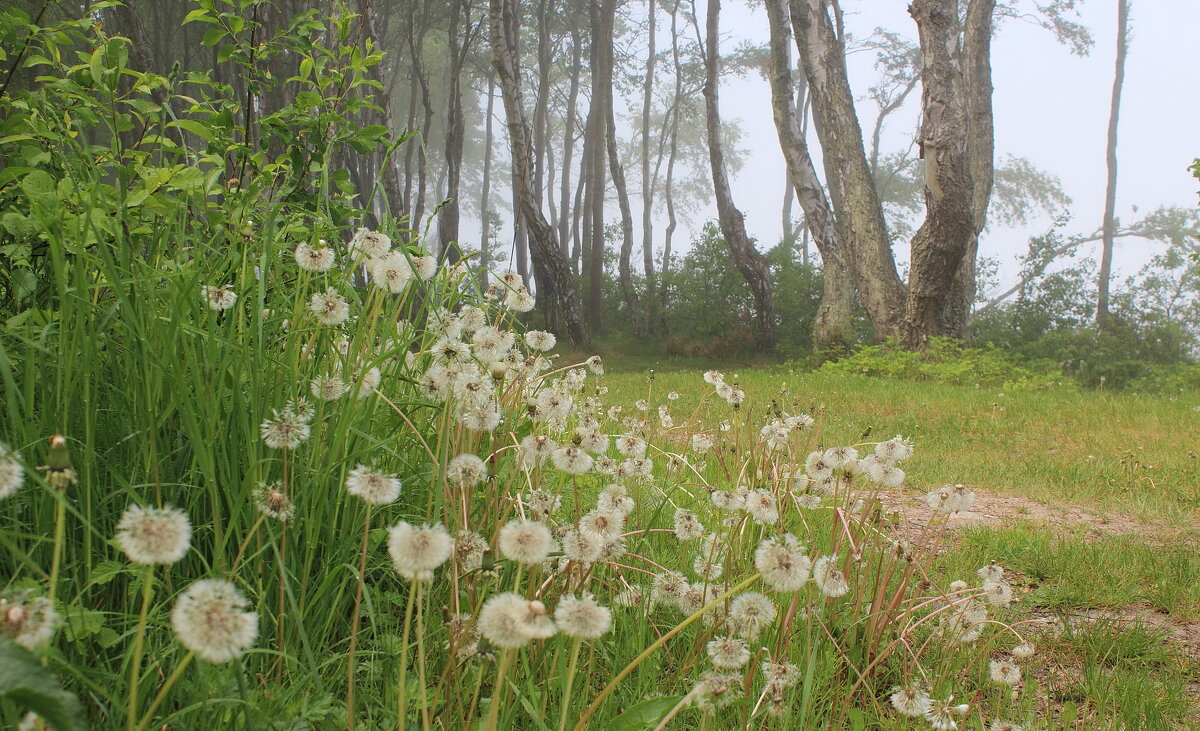 Одуванчики, влажные от тумана. А ещё с деревьев туман опадает, капЕль, как в апреле... - Августина Одуванчики, влажные от тумана. А ещё с деревьев туман опадает, капЕль, как в апреле... - Августина