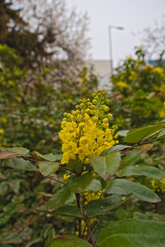 Магония падуболистная - Giant Tao /