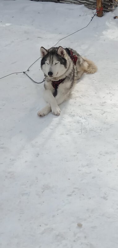 Байкал. Листвянка. Питомник ездовых собак - Ирэн 