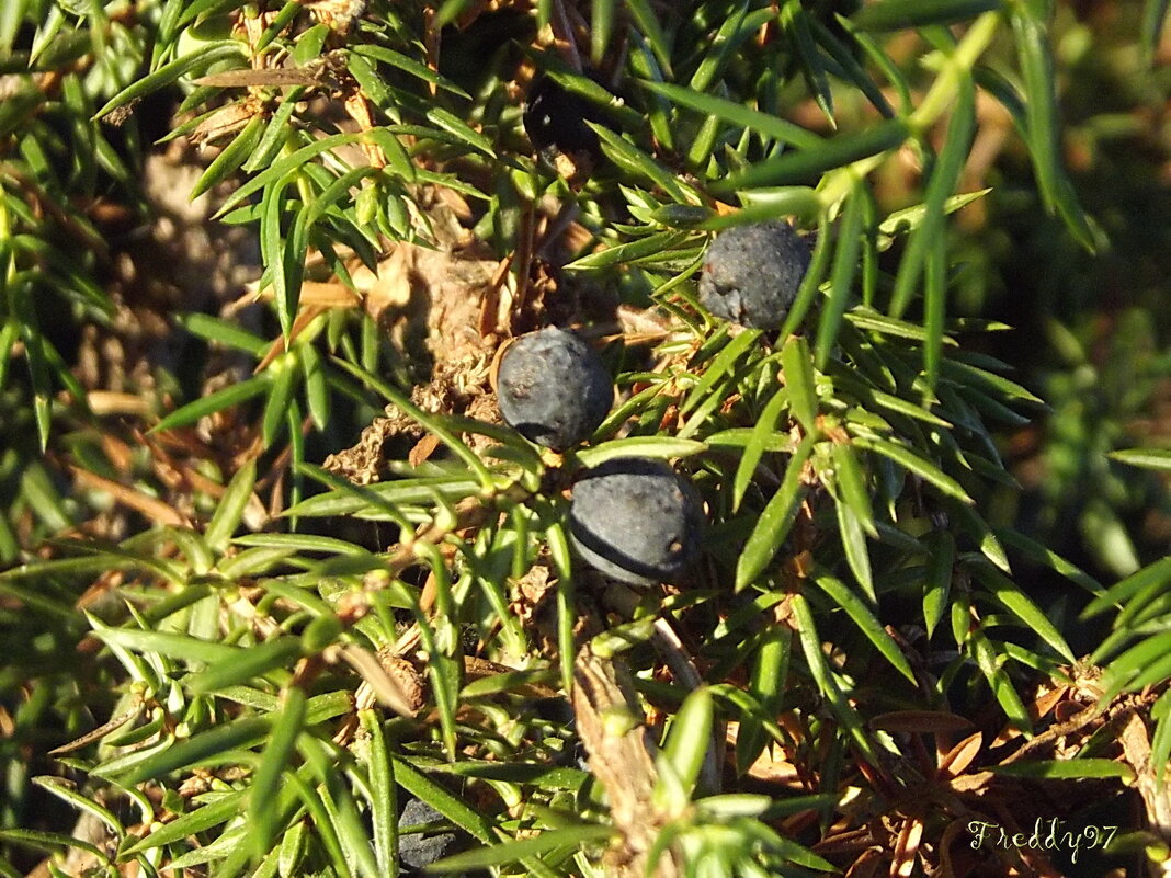 Можжевельник - Freddy 97 Можжевельник - Freddy 97