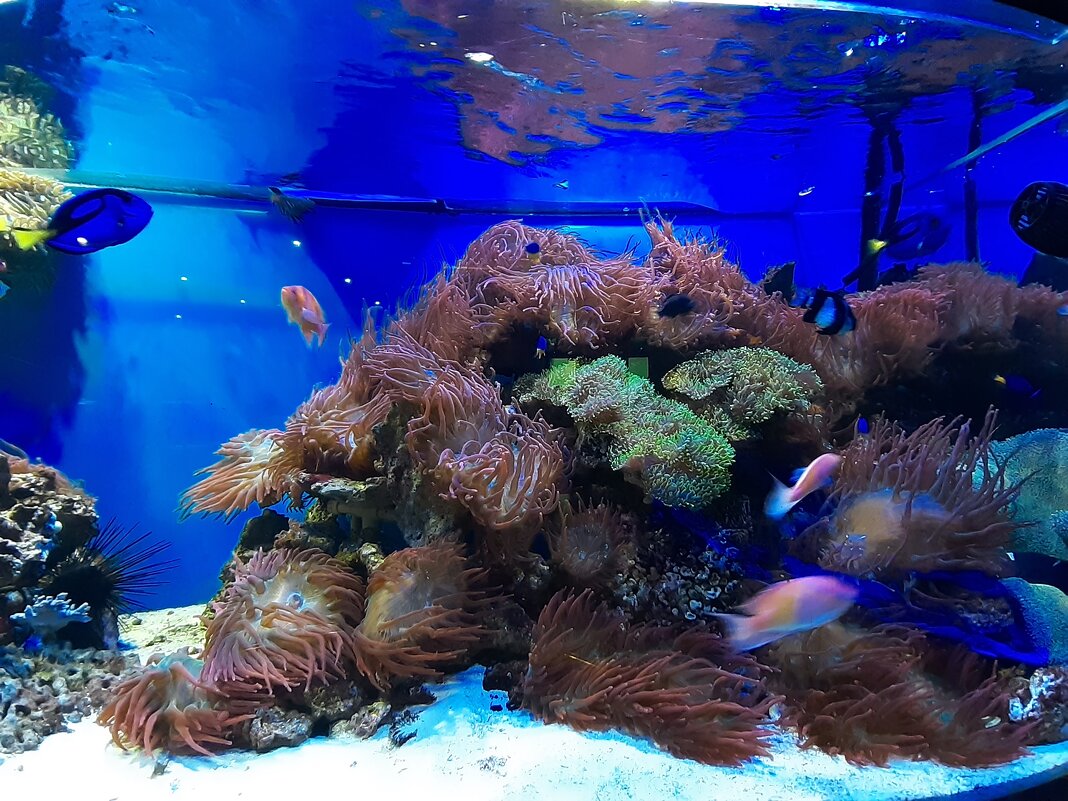 В музее Мирового океана - Галина Минчук В музее Мирового океана - Галина Минчук