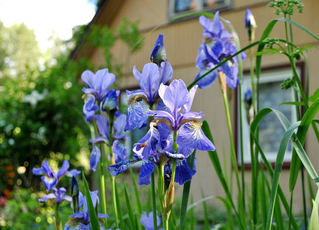 "А снится нам трава, трава у дома .." - AleksSPb Лесниченко