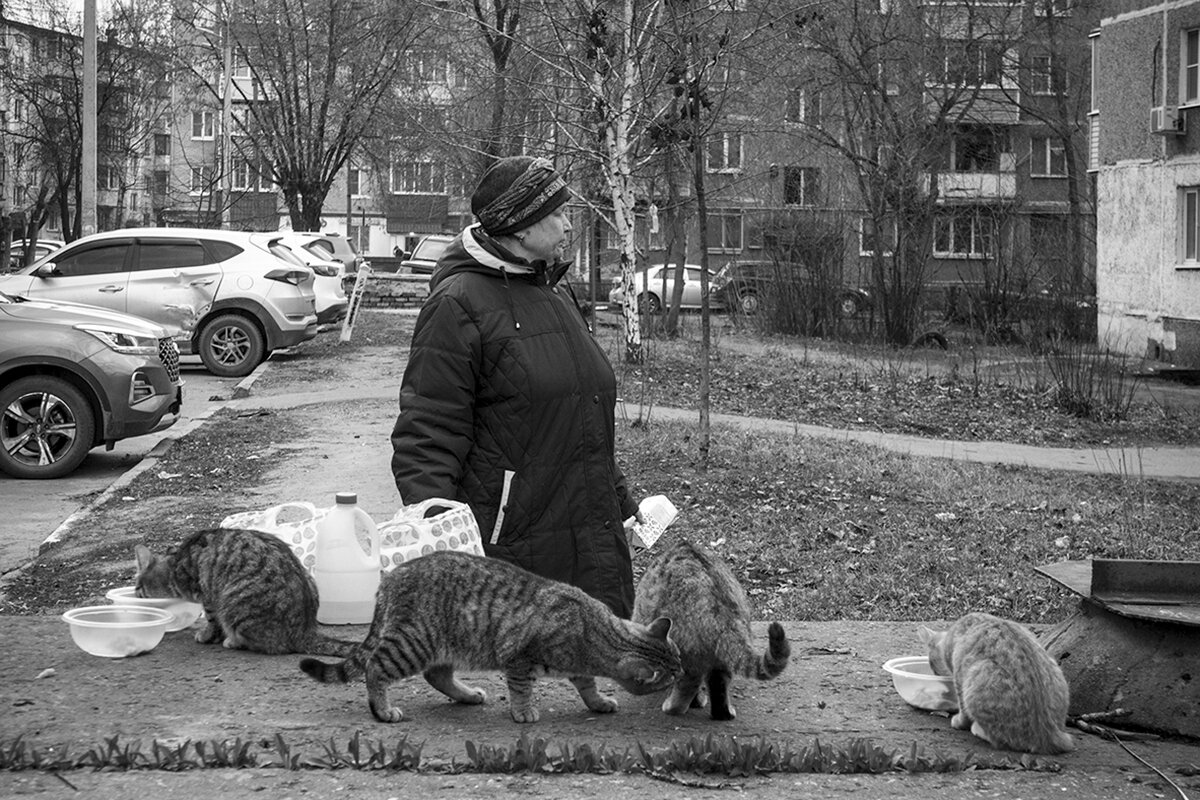 Столовая и её шеф-повар - Владимир Носов Столовая и её шеф-повар - Владимир Носов