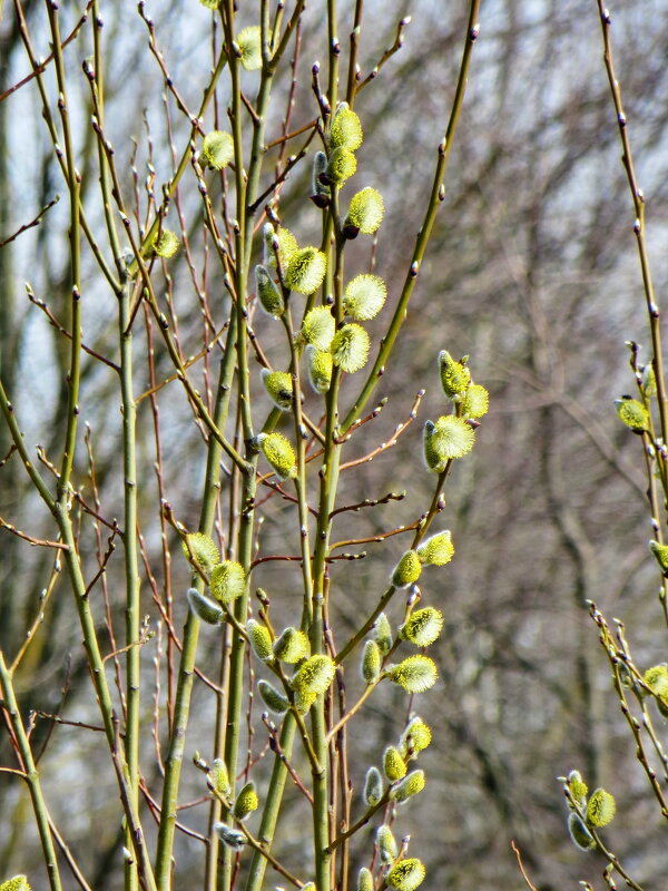 За 2 недели до вербного овскресенья - Александр Чеботарь