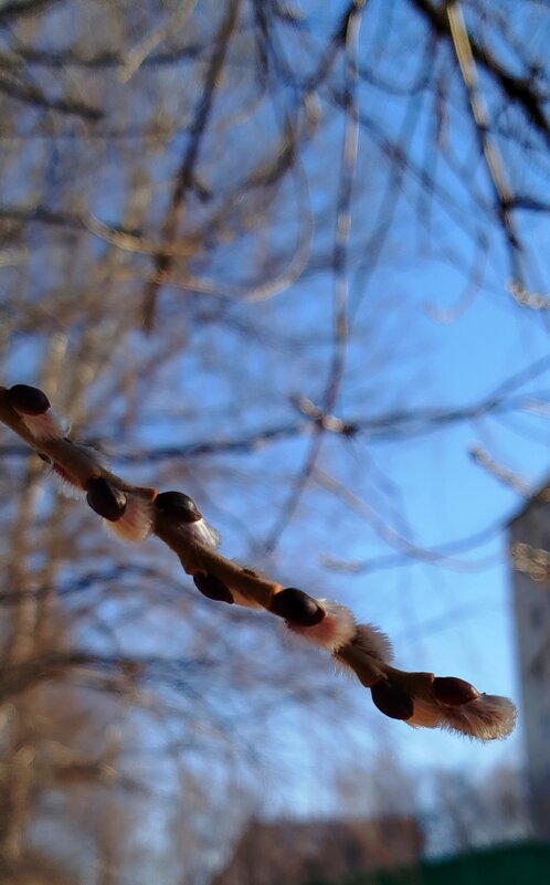 Веточка вербы - светлана льдокова