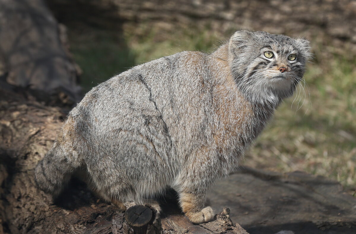 манул - Михаил Бибичков