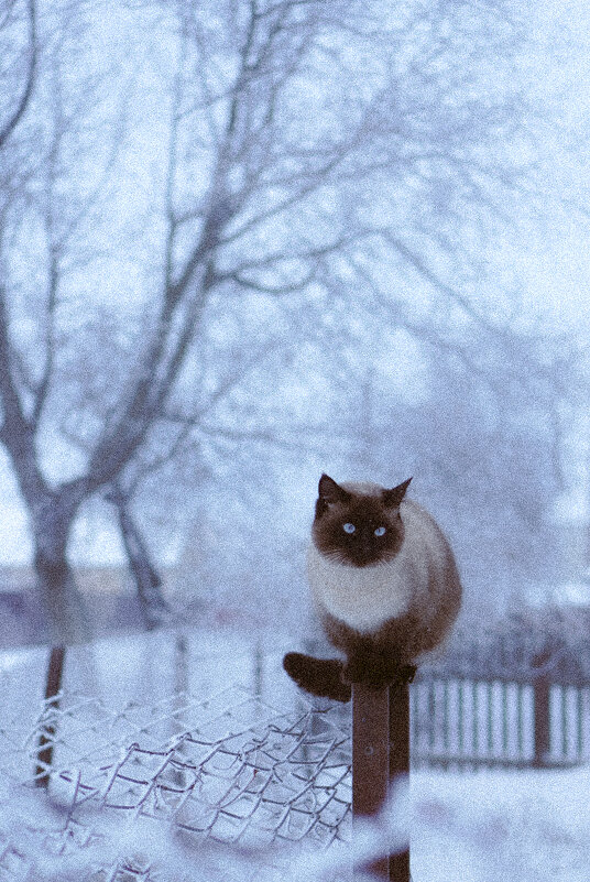 Зимний кот - Татьяна Аникина