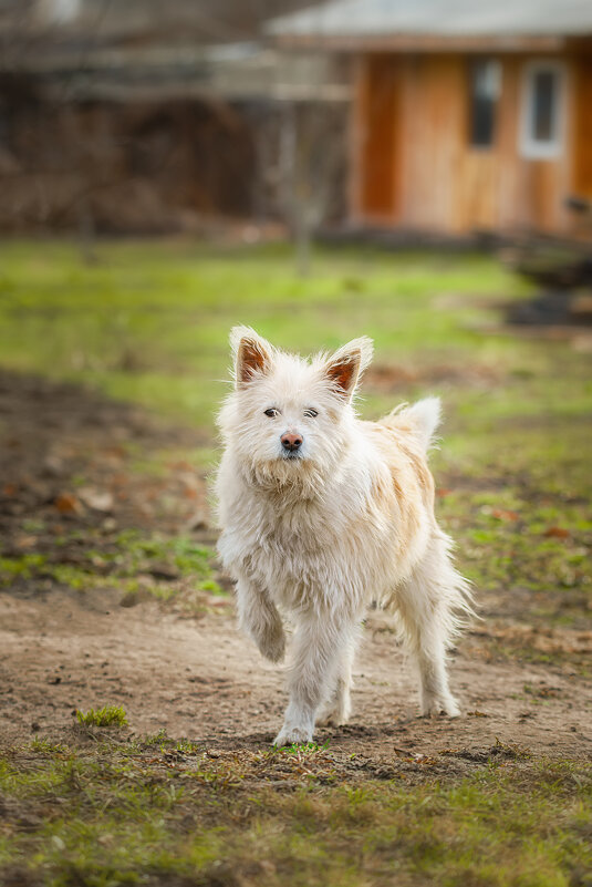 Собака - Alex Bush Собака - Alex Bush