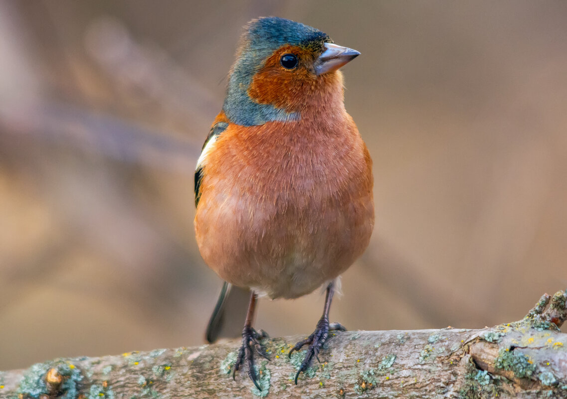 ** - Виталий Емельянов ** - Виталий Емельянов