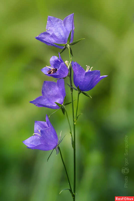 Квинтет колокольчиков - Игорь Сарапулов Квинтет колокольчиков - Игорь Сарапулов