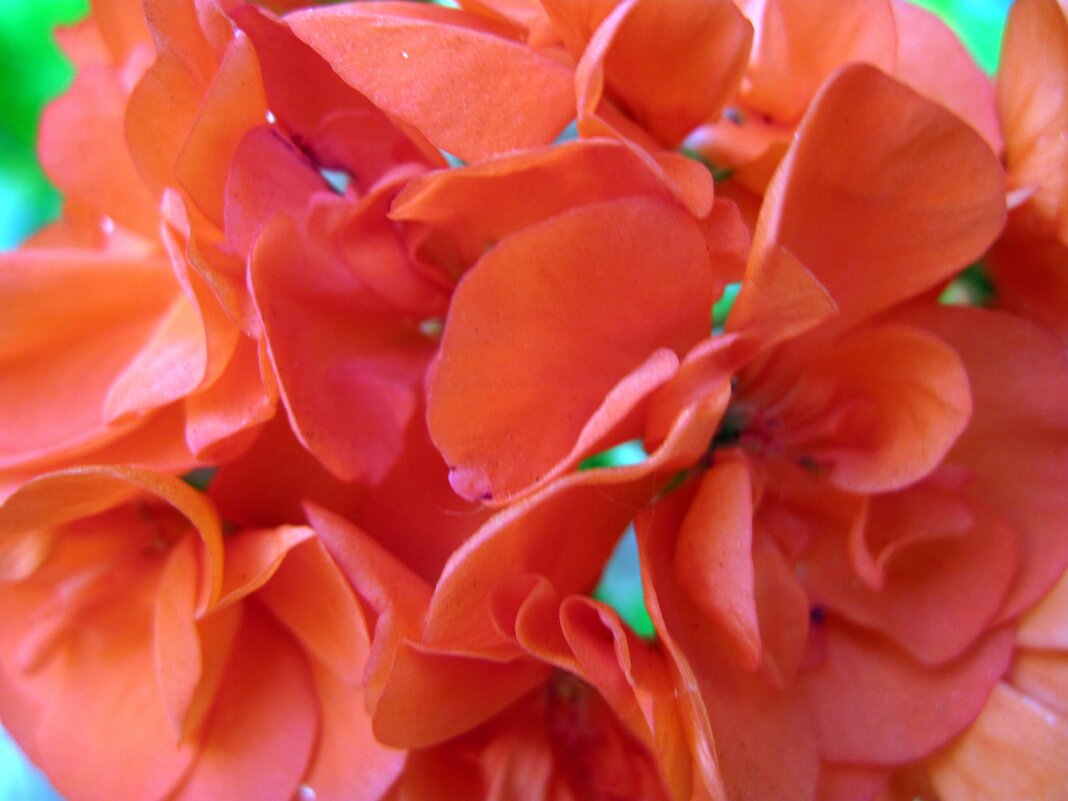 Герань. - Ирина ***