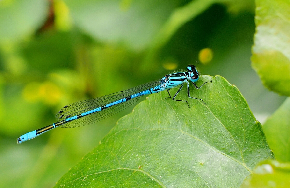немного про стрекоз  2 - Александр Прокудин