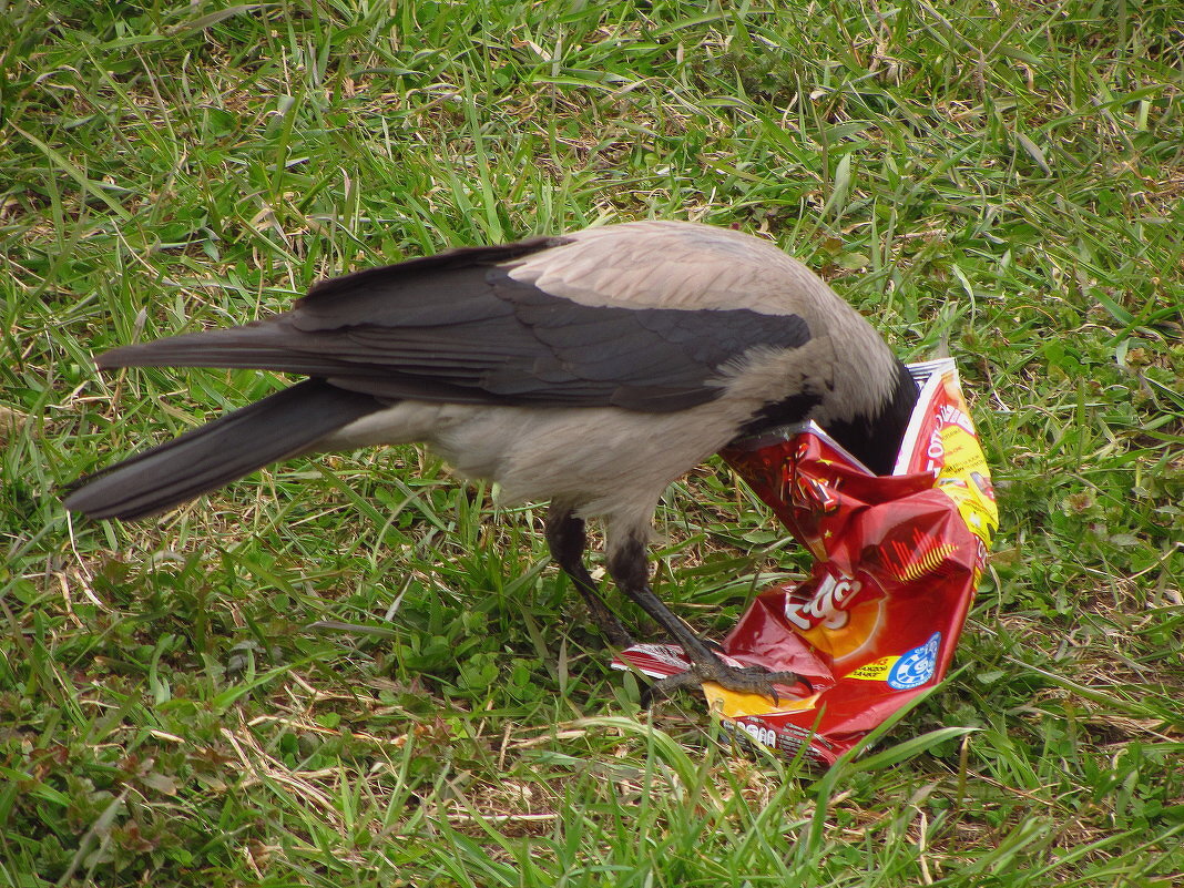 Трудно свой хлеб добывала ворона - Андрей Лукьянов Трудно свой хлеб добывала ворона - Андрей Лукьянов
