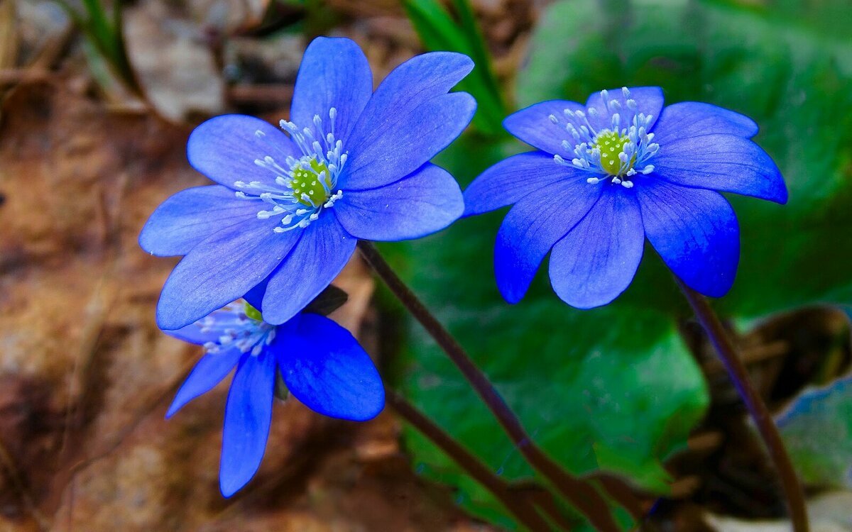 Лесные печёночницы. - Милешкин Владимир Алексеевич Лесные печёночницы. - Милешкин Владимир Алексеевич