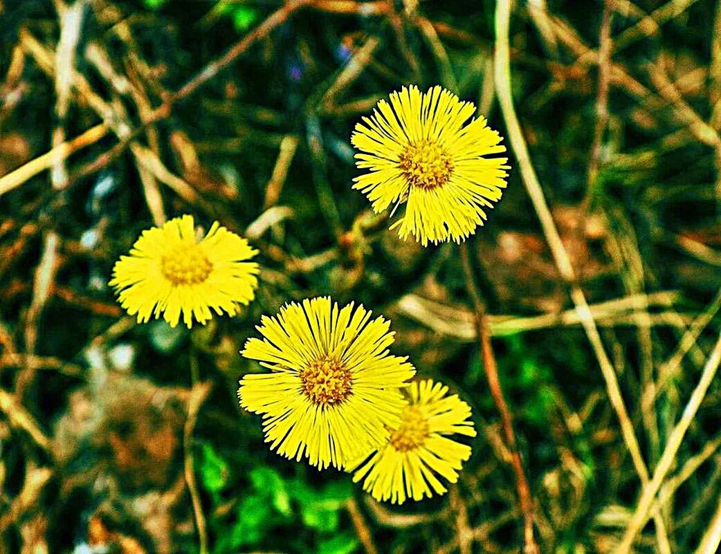 Май...Золотые монетки мать-и-мачехи! - Владимир 