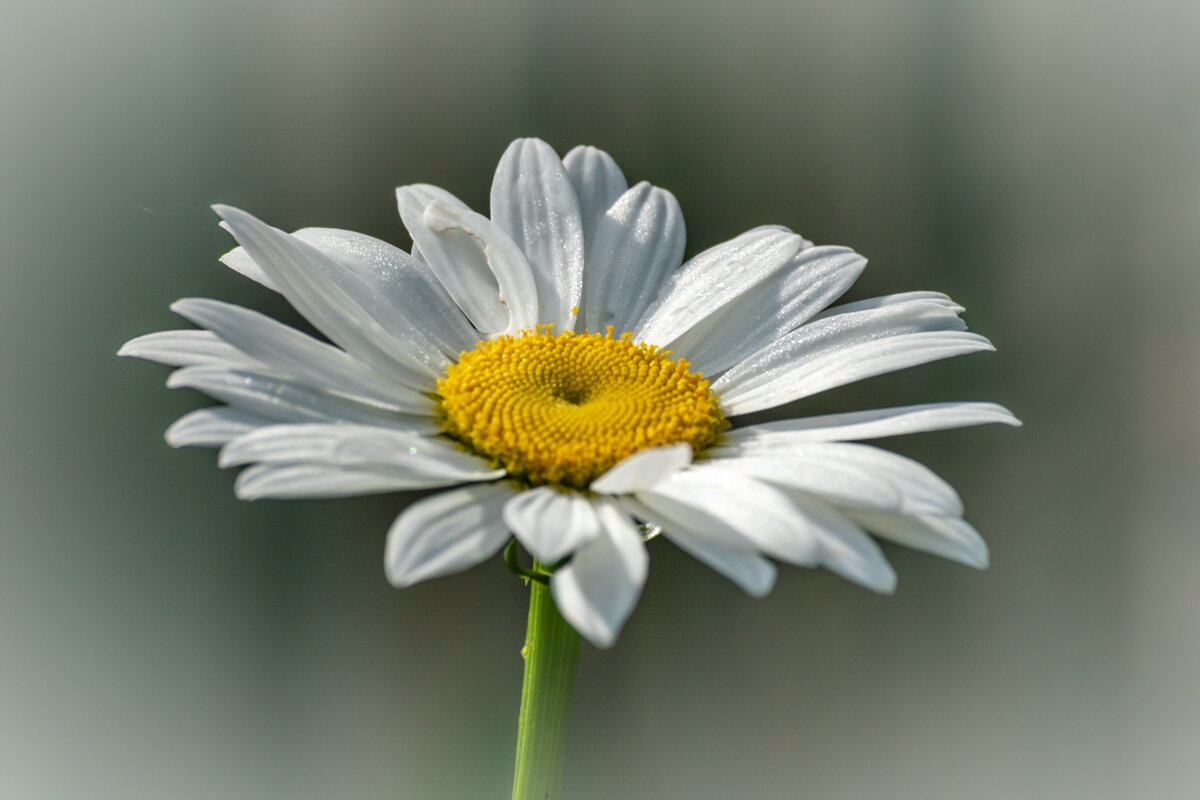 Ромашка - Игорь Сикорский Ромашка - Игорь Сикорский