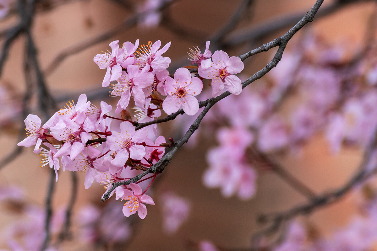 Персик - Игорь Сикорский Персик - Игорь Сикорский