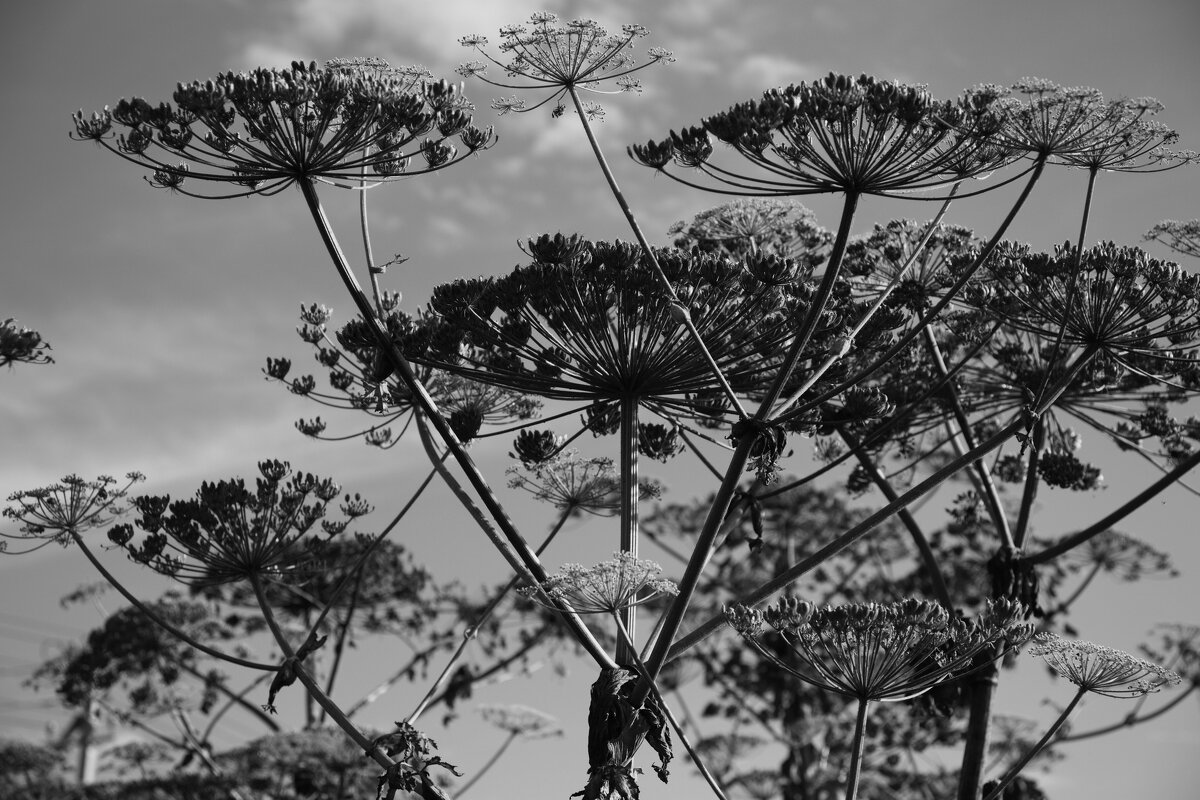 Название отсутствует - Денис Безногов Название отсутствует - Денис Безногов