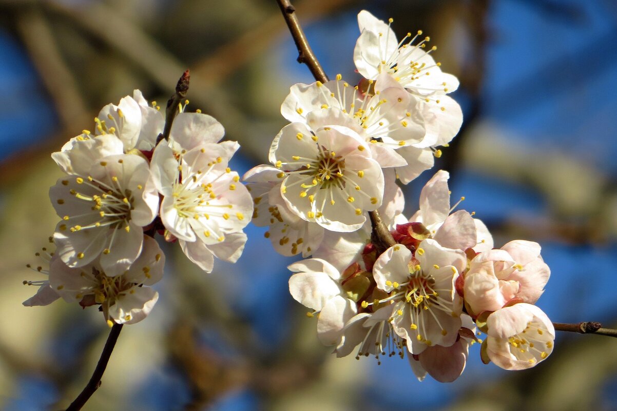 У абрикосов цветы бывают как белые, так и розовые - Татьяна Смоляниченко У абрикосов цветы бывают как белые, так и розовые - Татьяна Смоляниченко