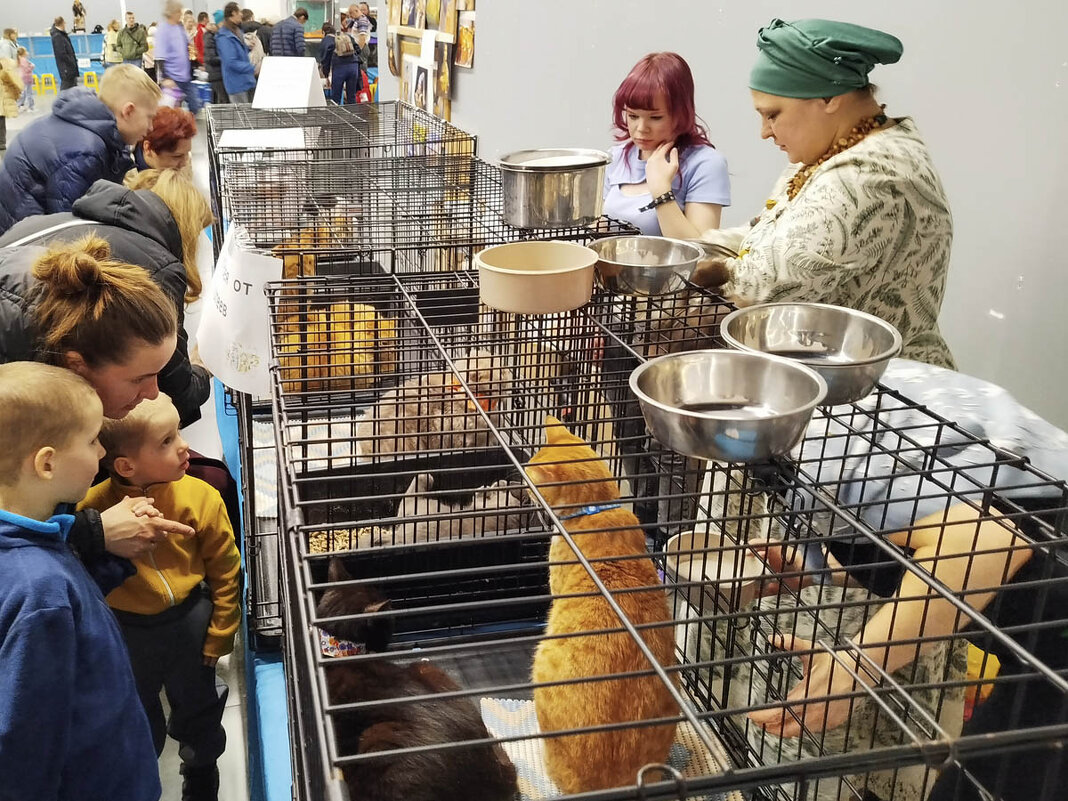 ГАГАРИНСКИЕ_КОШКИ_22 - Сергей Янович Микк