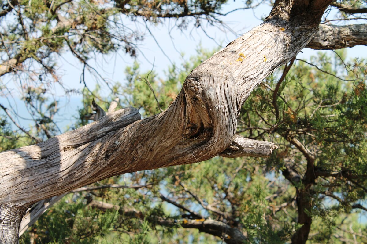 Ветка  старого можжевельника - Олег Зоркий