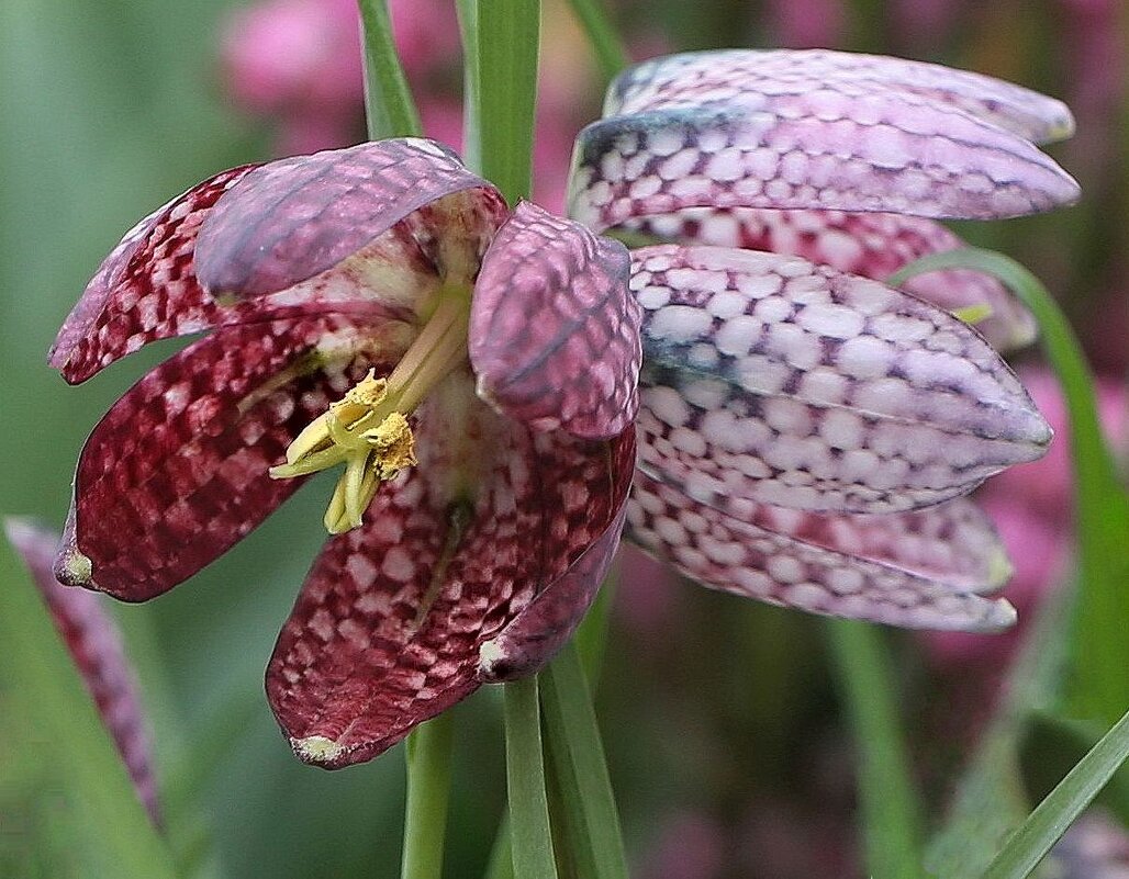 Цветение - ZNatasha - Цветение - ZNatasha -