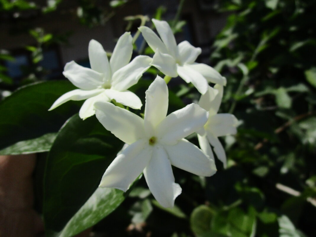 Мармарис июнь Турция - Елена Шаламова Мармарис июнь Турция - Елена Шаламова