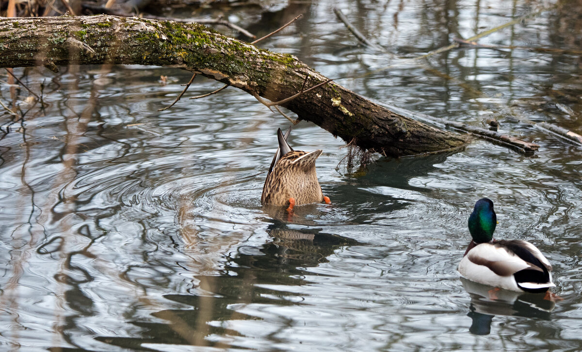 Уточки. - Владимир Безбородов