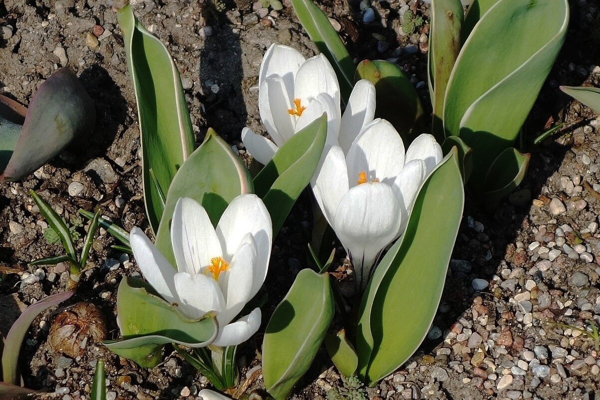 Крокус (шафран) - Рита Симонова Крокус (шафран) - Рита Симонова