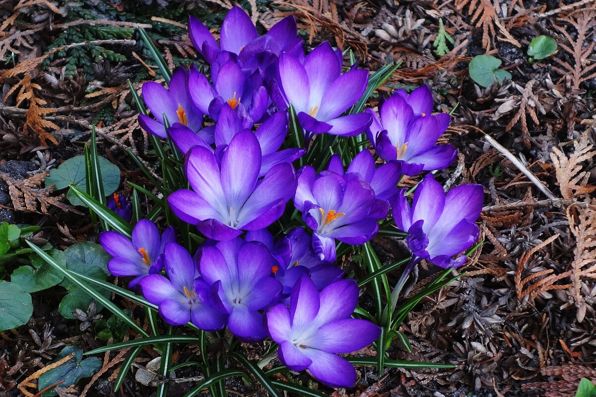 Крокус (шафран) - Рита Симонова