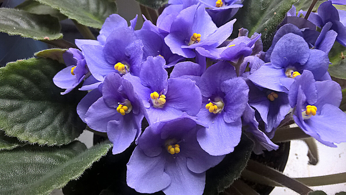 Фиалки - Елена Семигина