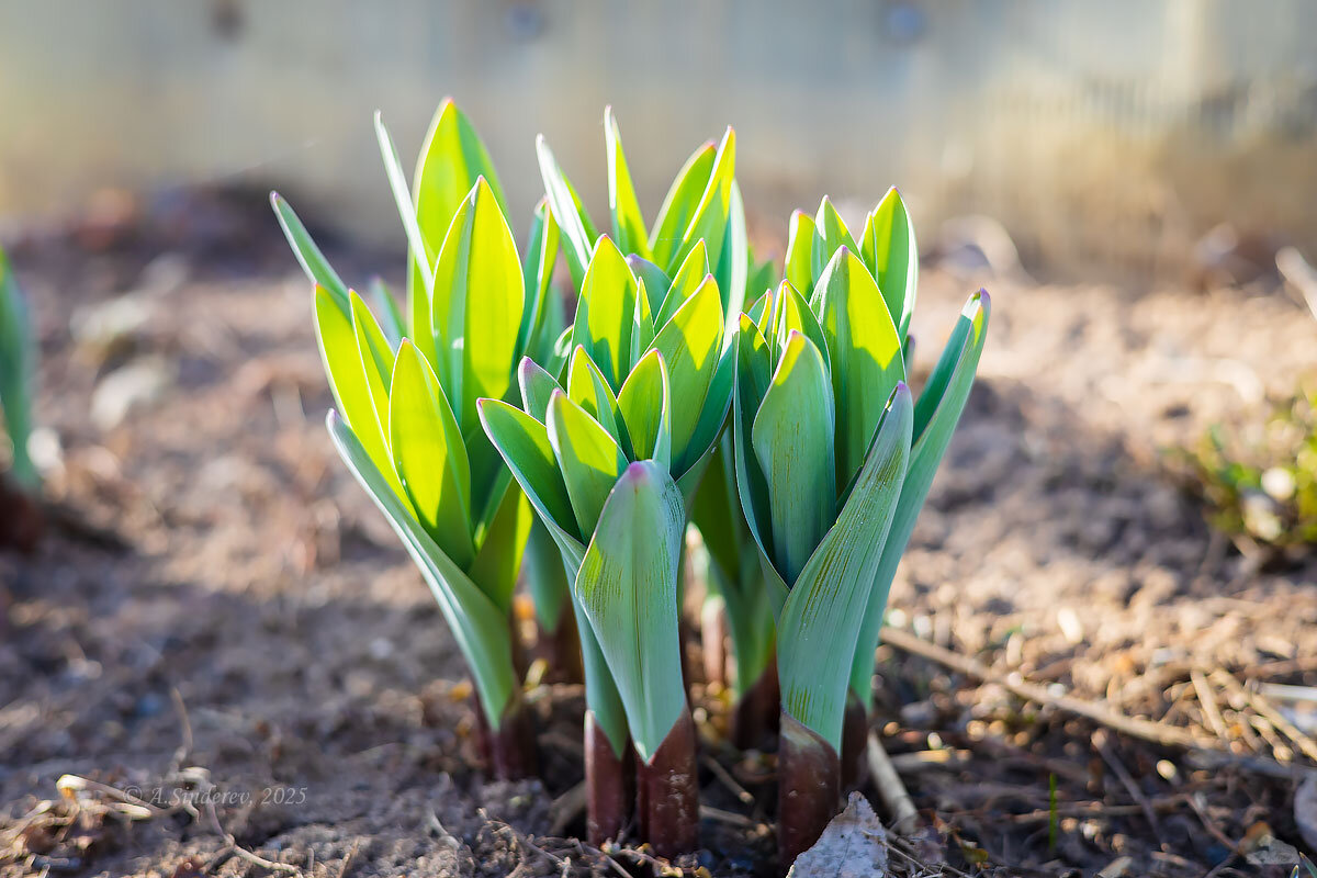 Лук аллиум пророс - Александр Синдерёв