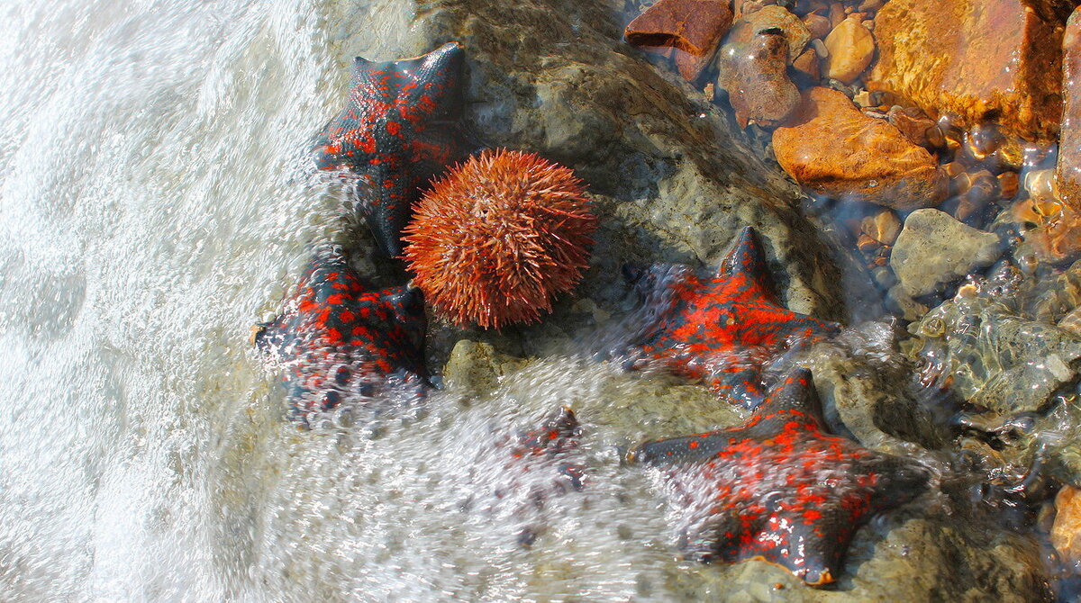 Морские звёздочки и ёж - Августина Морские звёздочки и ёж - Августина