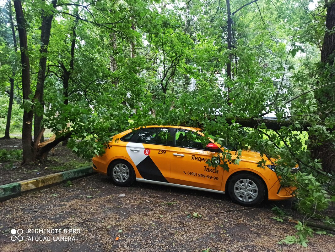 Шутки природы - ИриШка Шутки природы - ИриШка