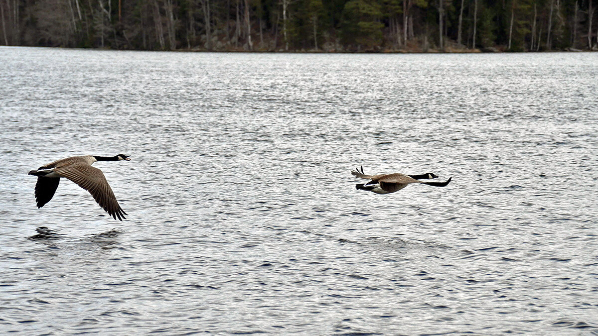 Спаровались - Alexandеr P