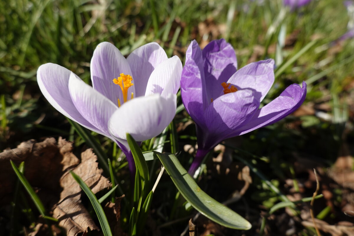 "Ловлю мелодию весны Чистотой обновленья, Нежных токов внутри!..." - Галина "Ловлю мелодию весны Чистотой обновленья, Нежных токов внутри!..." - Галина