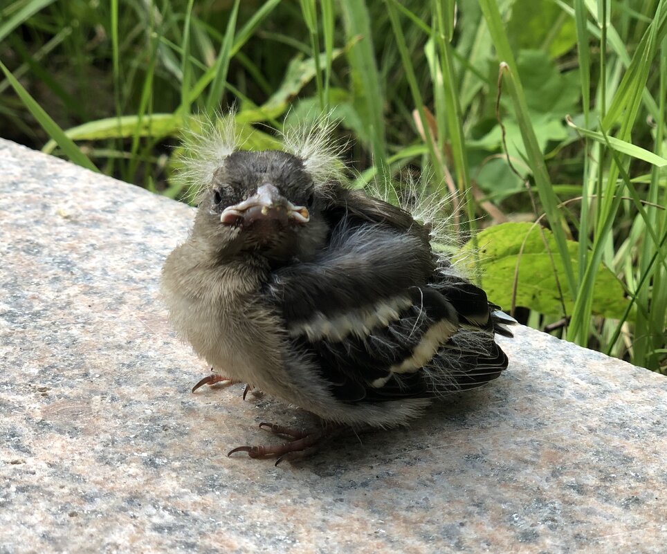 Почти пингвин , еще не птица ) - Анна Камс