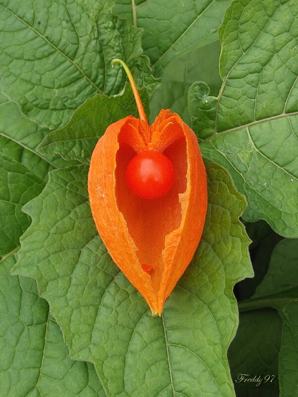 Физалис - Freddy 97