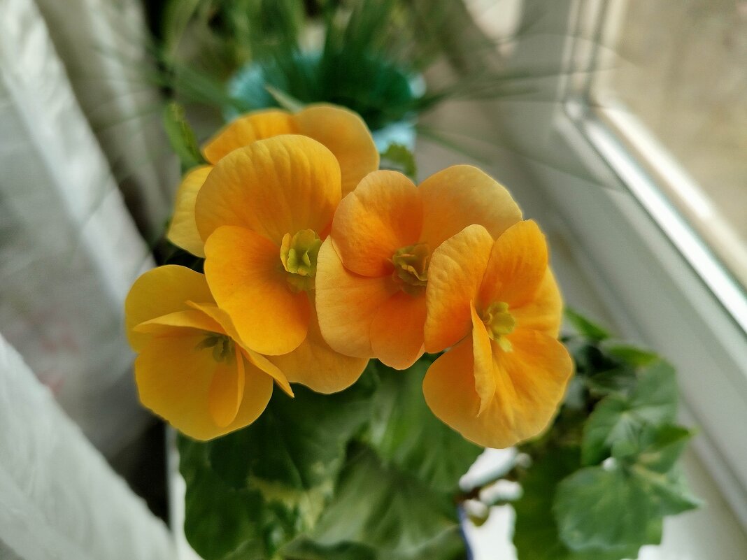 Цветение в марте! - Надежда Цветение в марте! - Надежда