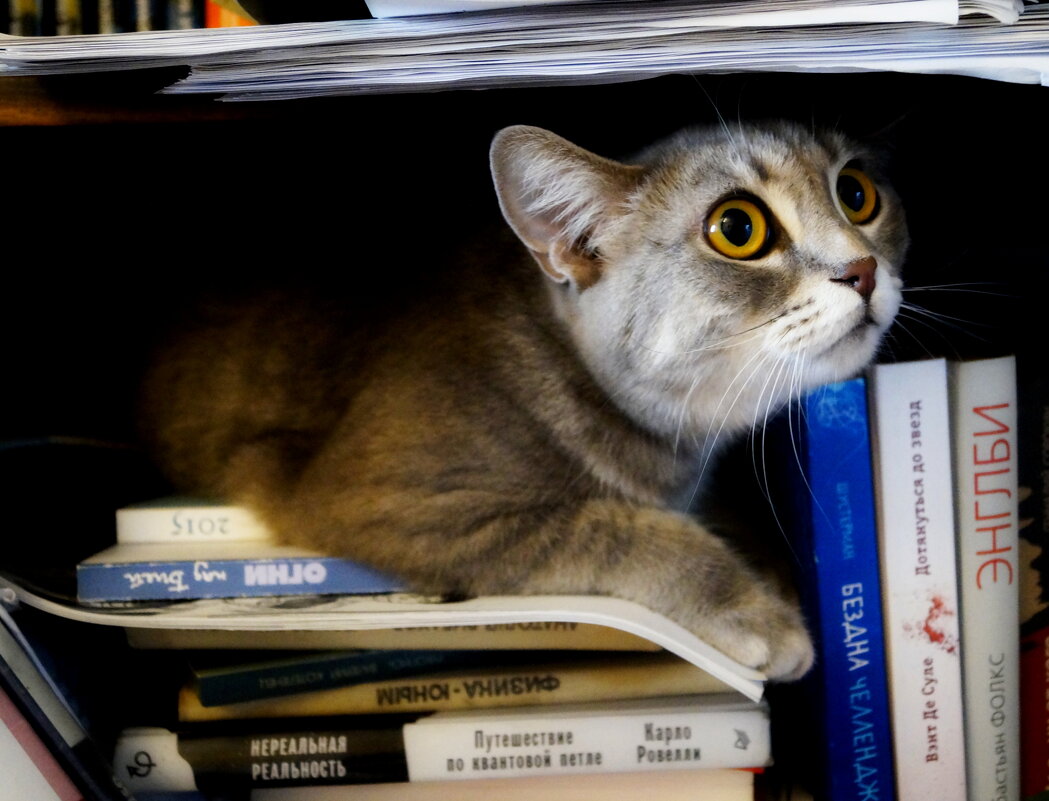 Чукча не читатель... - Maria Rainer Чукча не читатель... - Maria Rainer