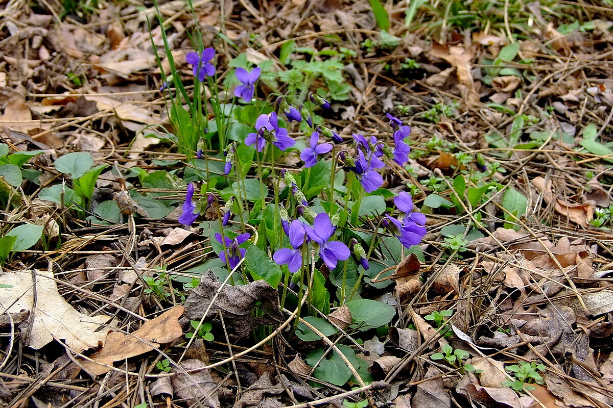 Апрельский букетик - Фёдор Меркурьев Апрельский букетик - Фёдор Меркурьев