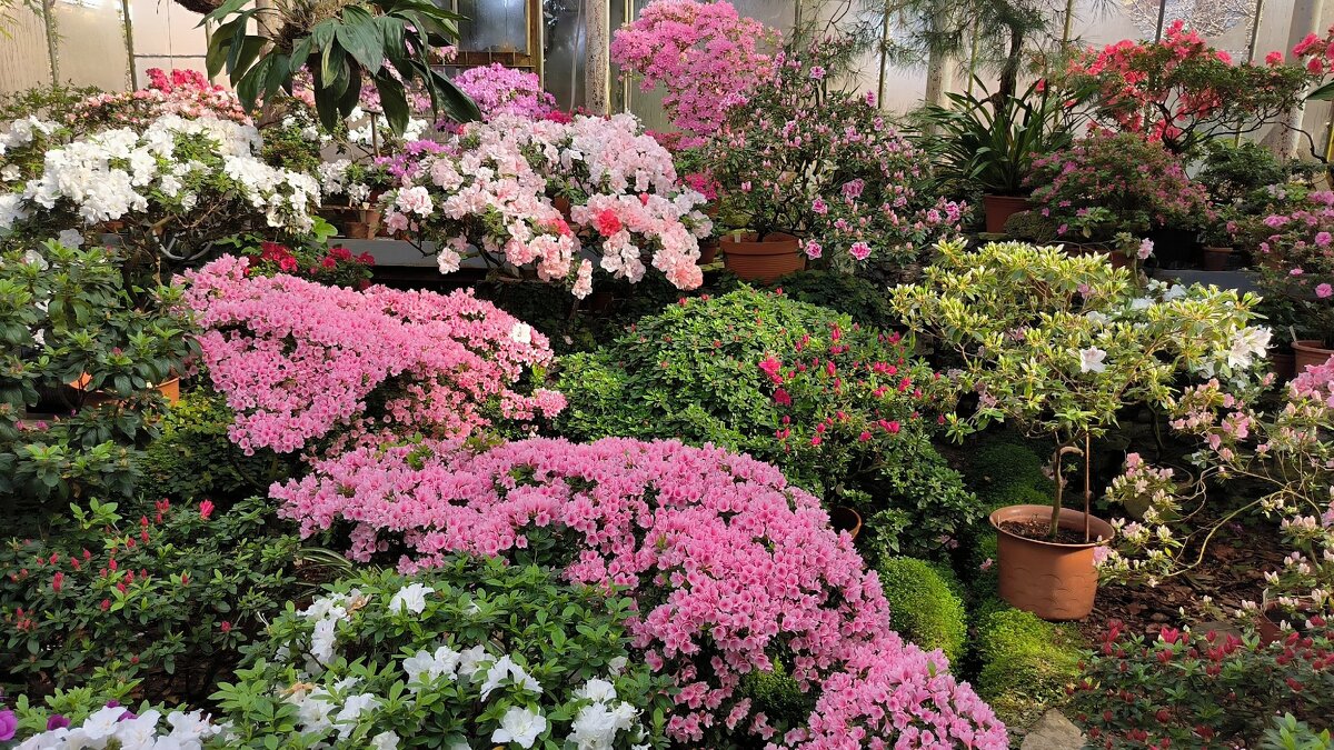 Азалии в ботаническом саду. - Ольга Азалии в ботаническом саду. - Ольга