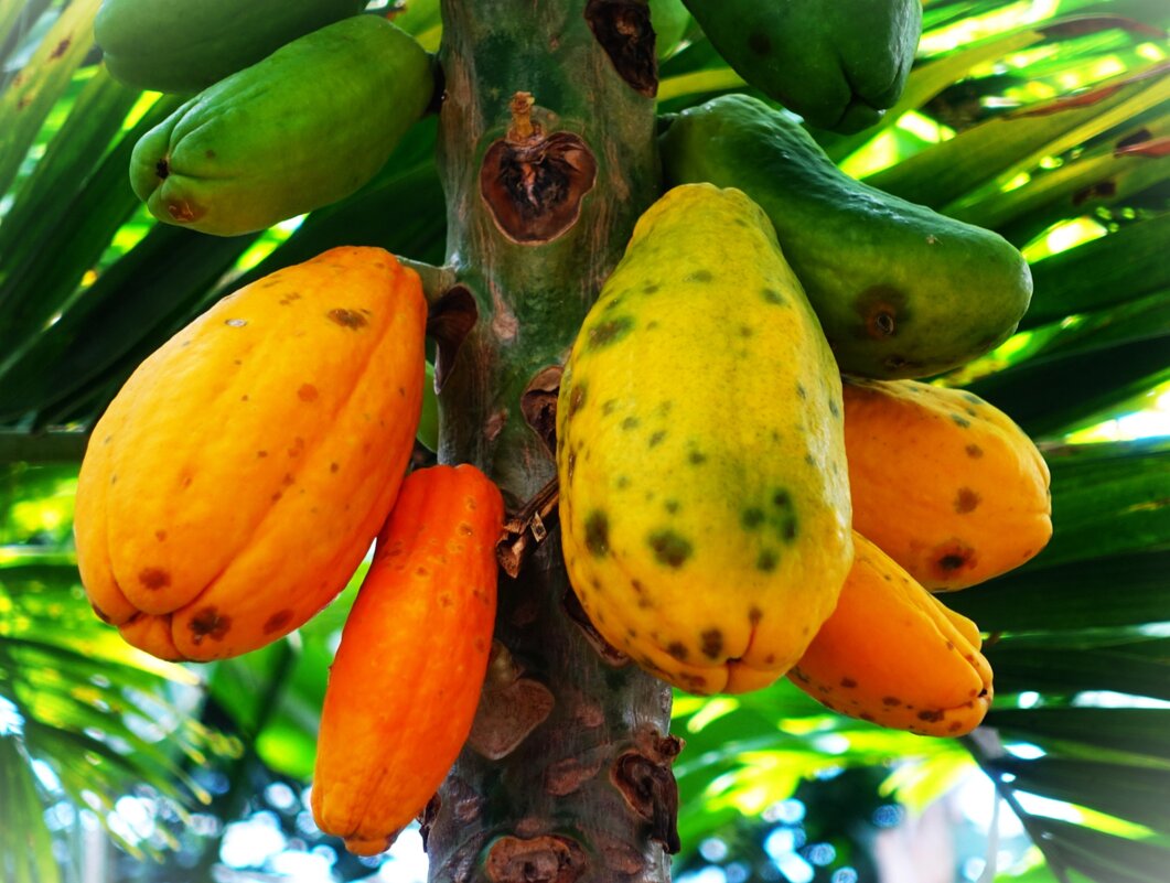 Созревает наша Папайа(Дынное дерево) в Пальмовом доме ботанического сада - Aida10 